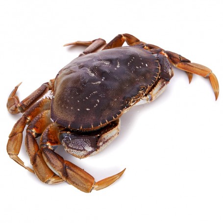 BC Crab(Double Claws)/Each