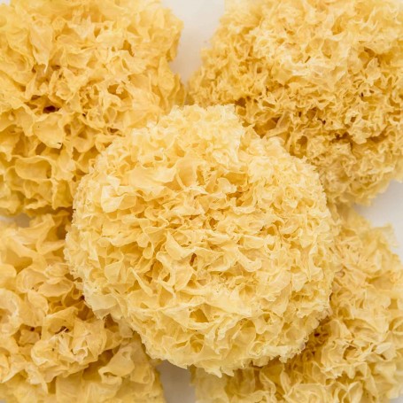 White Fungus - Gu Tian/LB
