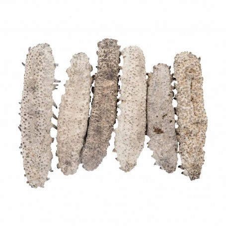 Mexico Sea Cucumber/LB