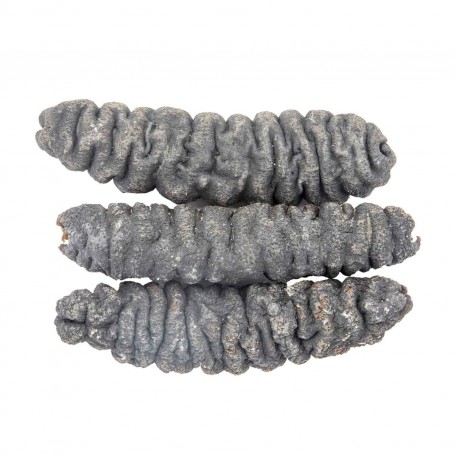 Indonesia Sea Cucumber - Large/LB