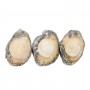 Australia Black Lip Abalone(2-3 Heads)/LB
