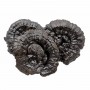 Black Ganoderma Lucidum/LB