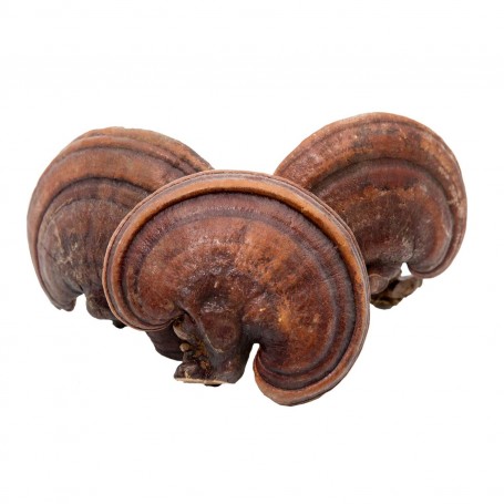 Brown Ganoderma Lucidum - Medium/LB