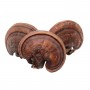 Brown Ganoderma Lucidum - Medium/LB