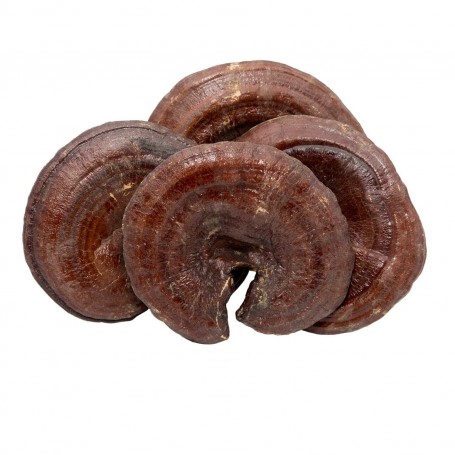 Brown Ganoderma Lucidum - Large/LB