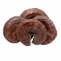Brown Ganoderma Lucidum - Large/LB