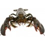 Lobster(Double Claws 1.75-2LB)/each