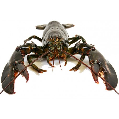 Lobster(Double Claws 2-2.5LB)/each