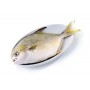 Frozen Golden Pompano/pc