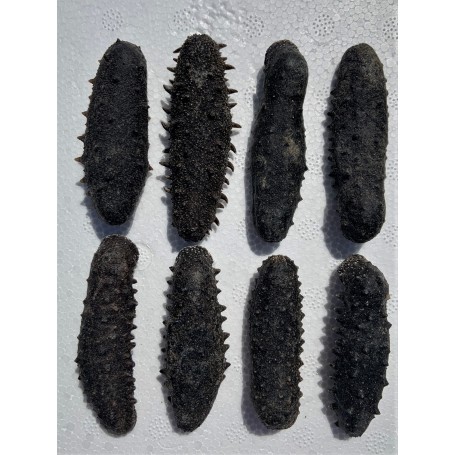 Japanese Sea Cucumber with Spikes/LB