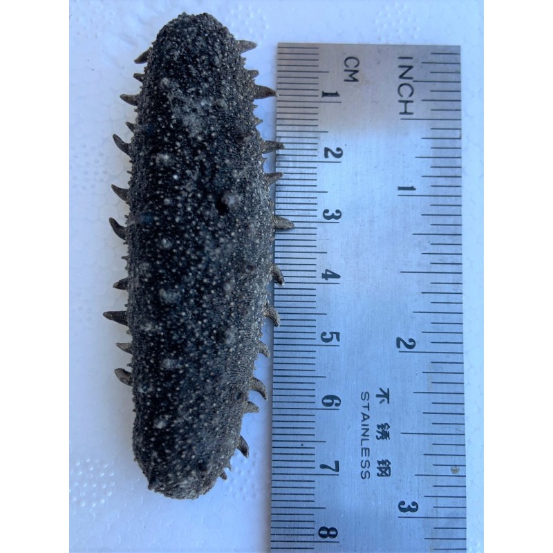 Japanese Sea Cucumber with Spikes/LB