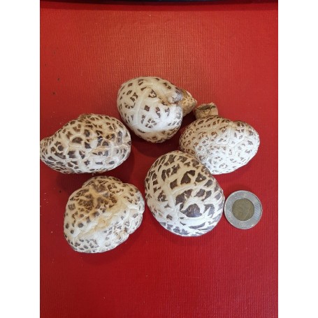 Large Dried Mushroom/LB