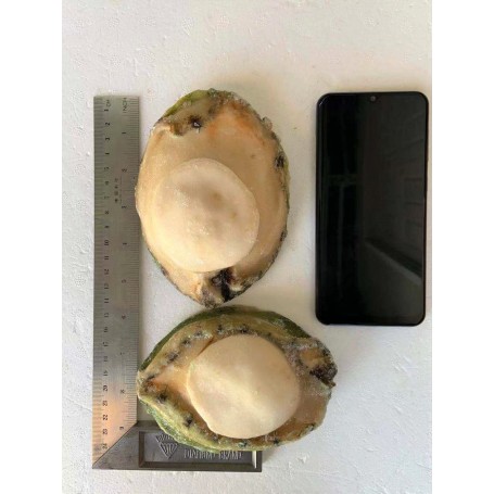 澳洲青邊鮑魚(1-2頭)/磅