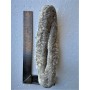 Australia Sea Cucumber(1-2 pcs)/LB